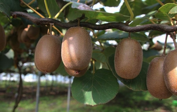 kiwi fruit 2
