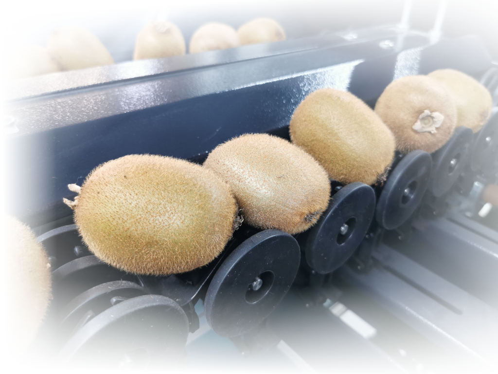 Kiwi fruit sorting